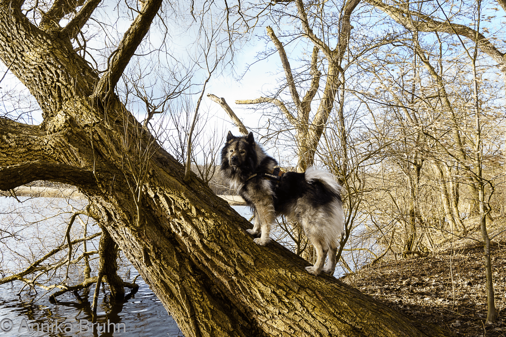 Q auf einem Baumstamm!